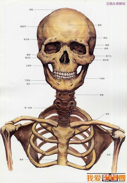 頭顱骨骼結構圖